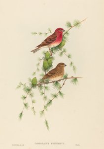 Carpodacus erythrinus (Roselin cramoisi)