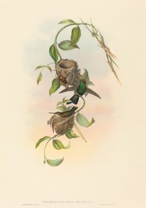 Chlorostilbona prasina (Émeraude de Puncheran)