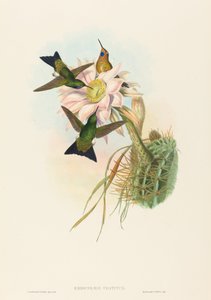 Eriocnemis vestitus (Puff-Leg lumineux)