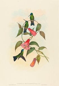 Eucephala smaragdocaerulea (Nymphe des bois de Gould)