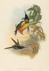 Eugenia imperatrix (Colibri impératrice)