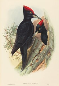 Grand pic noir (Dryocopus martius)