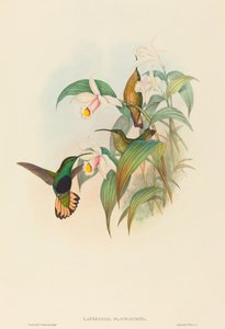 Lafresnaya flavicaudata (Colibri à queue buffle)