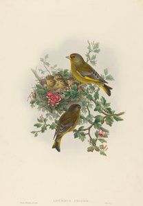 Verdier (Ligurinus chloris)