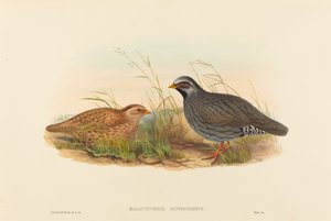 Malacoturnix superciliosus (Caille des montagnes) - John Gould and H.C. Richter