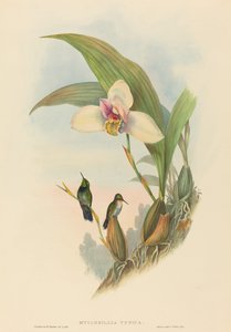 Myiabeillia typica (Colibri d