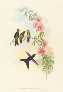 Ramphomicron microrhyncha (Petit-bec) - John Gould and H.C. Richter