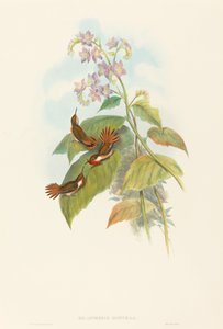 Selashorus scintilla (Colibri Scintillant) - John Gould and H.C. Richter