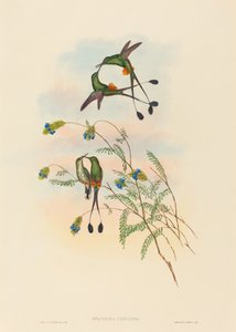 Spathura peruana (Racket-tail péruvien)
