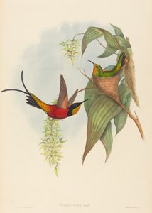 Topaza pyra