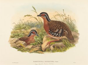Perdrix bambou à poitrine rousse - John Gould and W. Hart