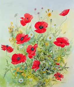 Coquelicots et camomille