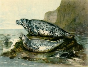 Phoque gris - John Guille Millais