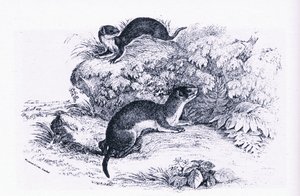 Études de blaireaux, Nature en Grande-Bretagne publiée par Collins