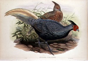 Euplocamus Lineatus, gravé par T. Walter, Londres, pub. entre 1850-83 (lithographie en couleur) - John and Hart William (after) Gould