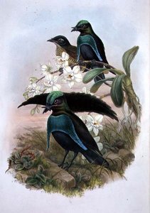 Lophornina - Superbe oiseau de paradis - John and Hart William (after) Gould