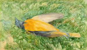 Oriole du Nord