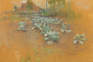 Champ de tabac, vers 1895-1899