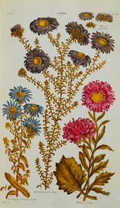 Aster - John Hill