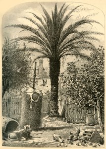 Scène à St. Augustine - Le Palmier dattier - John J. Harley