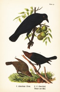 Corbeau d