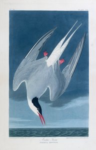 Sterne arctique, oiseaux d