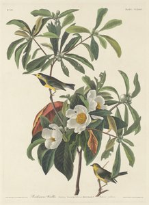 Paruline de Bachman