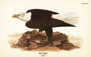 Pygargue à tête blanche, Haliaeetus leucocephalus, adulte avec proie de lapin - John James (after) Audubon