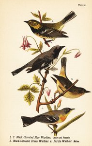 Paruline bleue à gorge noire, Setophaga caerulescens 1,2, paruline verte à gorge noire, Setophaga virens 3 et paruline à collier du Nord, Setophaga americana 4 - John James (after) Audubon
