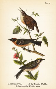 Troglodyte de Caroline, Thryothorus ludovicianus 1, paruline à poitrine baie, Setophaga castanea 2, paruline à flancs marron, Setophaga pensylvanica 3 - John James (after) Audubon