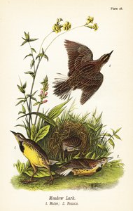 Sturnelle des prés, Sturnella magna