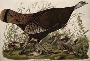 Grande poule américaine et ses petits, de 