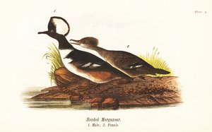 Harle couronné, Lophodytes cucullatus, mâle 1, femelle 2 - John James (after) Audubon