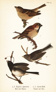 Moineau domestique, Passer domesticus, et Junco ardoisé, Junco hyemalis