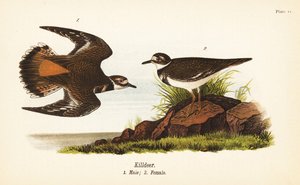 Pluvier kildir, Charadrius vociferus, mâle 1, femelle 2 - John James (after) Audubon