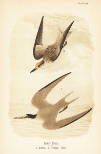 Sterne naine, Sternula antillarum, adulte 1, jeune, plumage d