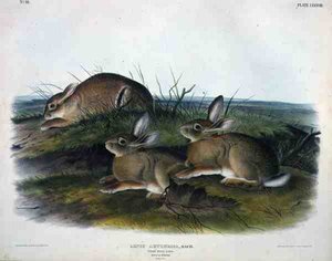 Lepus Artemesia (Lièvre de l