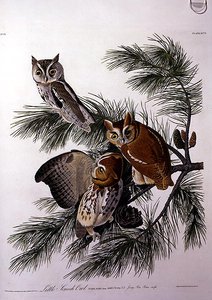 Petit Hibou Criard, de 