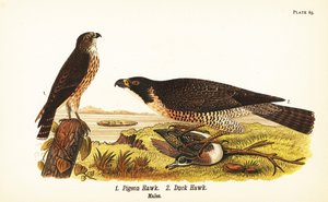 Faucon émerillon, Falco columbarius 1, et faucon pèlerin avec canard, Falco peregrinus 2 - John James (after) Audubon