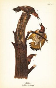 Pic flamboyant, Colaptes auratus - John James (after) Audubon