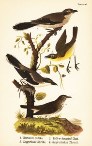 Pie-grièche boréale, Lanius borealis 1, ictérie polyglotte, Icteria virens 2, pie-grièche migratrice, Lanius ludovicianus