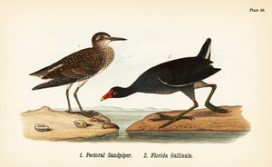 Bécasseau à poitrine cendrée, Calidris melanotos 1, et gallinule d