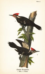 Grand pic, Dryocopus pileatus, mâle 1, femelle 2 - John James (after) Audubon