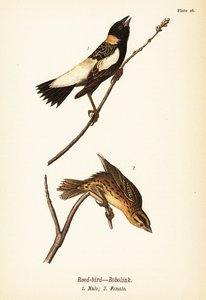 Goglu des prés, Dolichonyx oryzivorus, mâle 1, femelle 2 - John James (after) Audubon