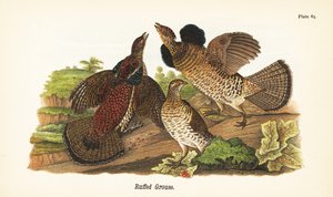 Gélinotte huppée, Bonasa umbellus - John James (after) Audubon
