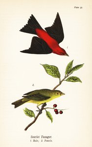 Tangara écarlate, Piranga olivacea, mâle 1, femelle 2