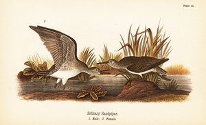Chevalier solitaire, Tringa solitaria, mâle 1, femelle 2 - John James (after) Audubon