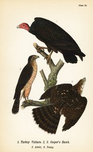 Urubu à tête rouge, Cathartes aura 1, et autour des palombes, Accipiter cooperii, adulte 2, jeune 3 - John James (after) Audubon