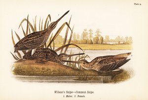 Bécassine de Wilson, Gallinago delicata, mâles 1, femelle 2 - John James (after) Audubon