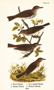 Grive des bois, Hylocichia mustelina 1, grive de Swainson, Catharus ustulatus 2, grive à dos olive ou grive ermite, Catharus guttatus 3, et grive fauve ou grive de Wilson, Catharus fuscescens 4 - John James (after) Audubon